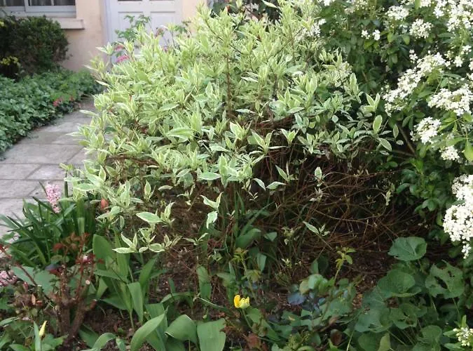 La Petite Maison Dans La Croix Rousse Semesterbostad